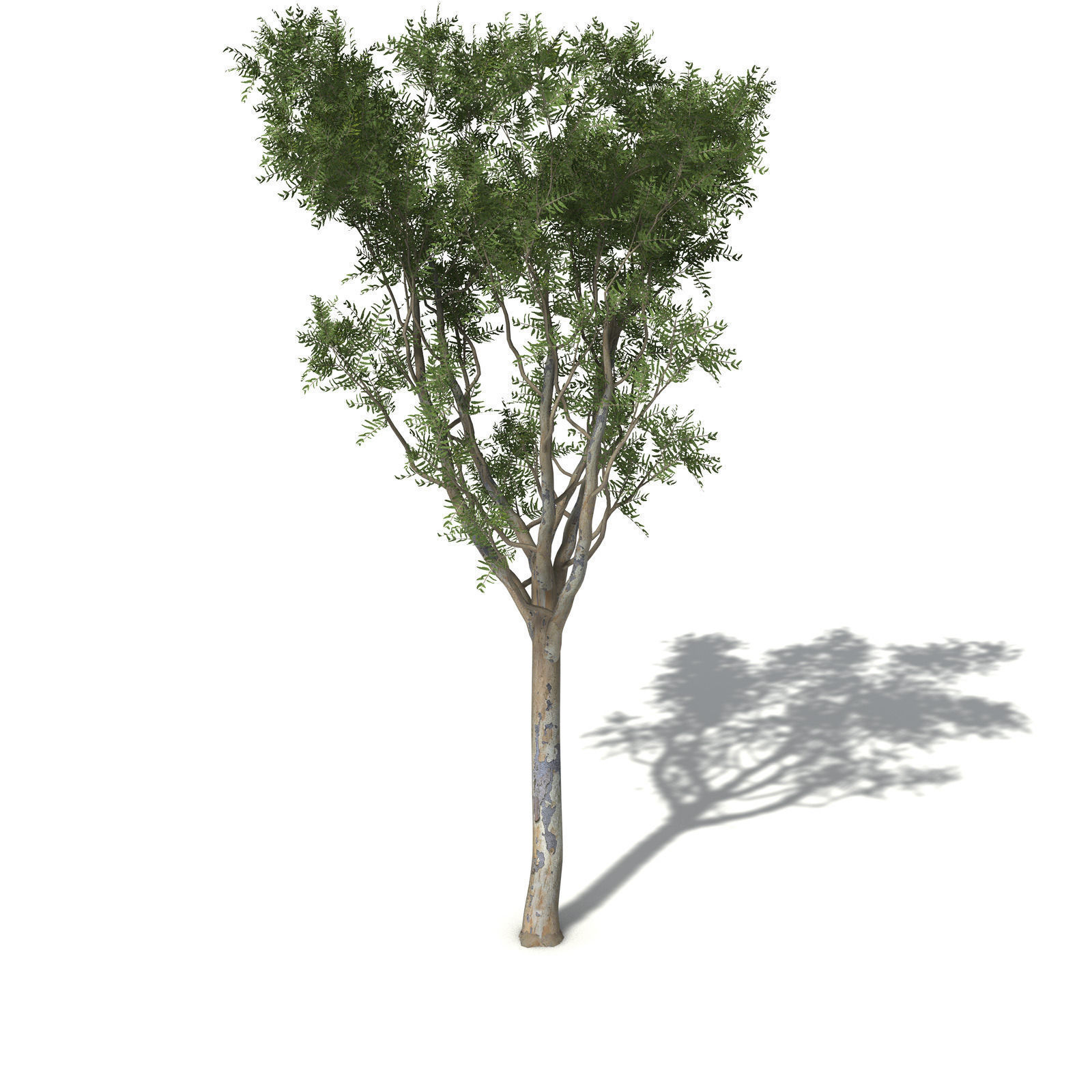XfrogPlants Roughbarked Apple 3D model_4