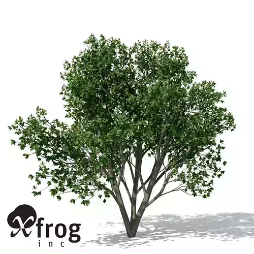 XfrogPlants Persian Ironwood