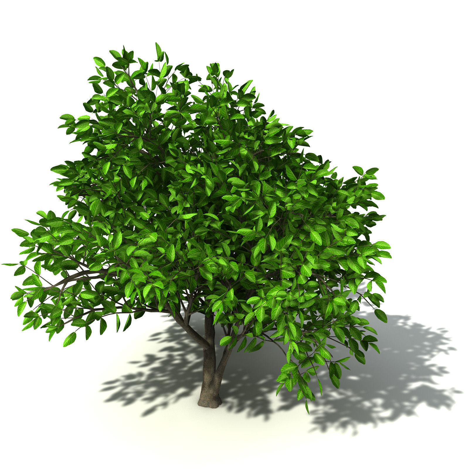 XfrogPlants Noni 3D model_2