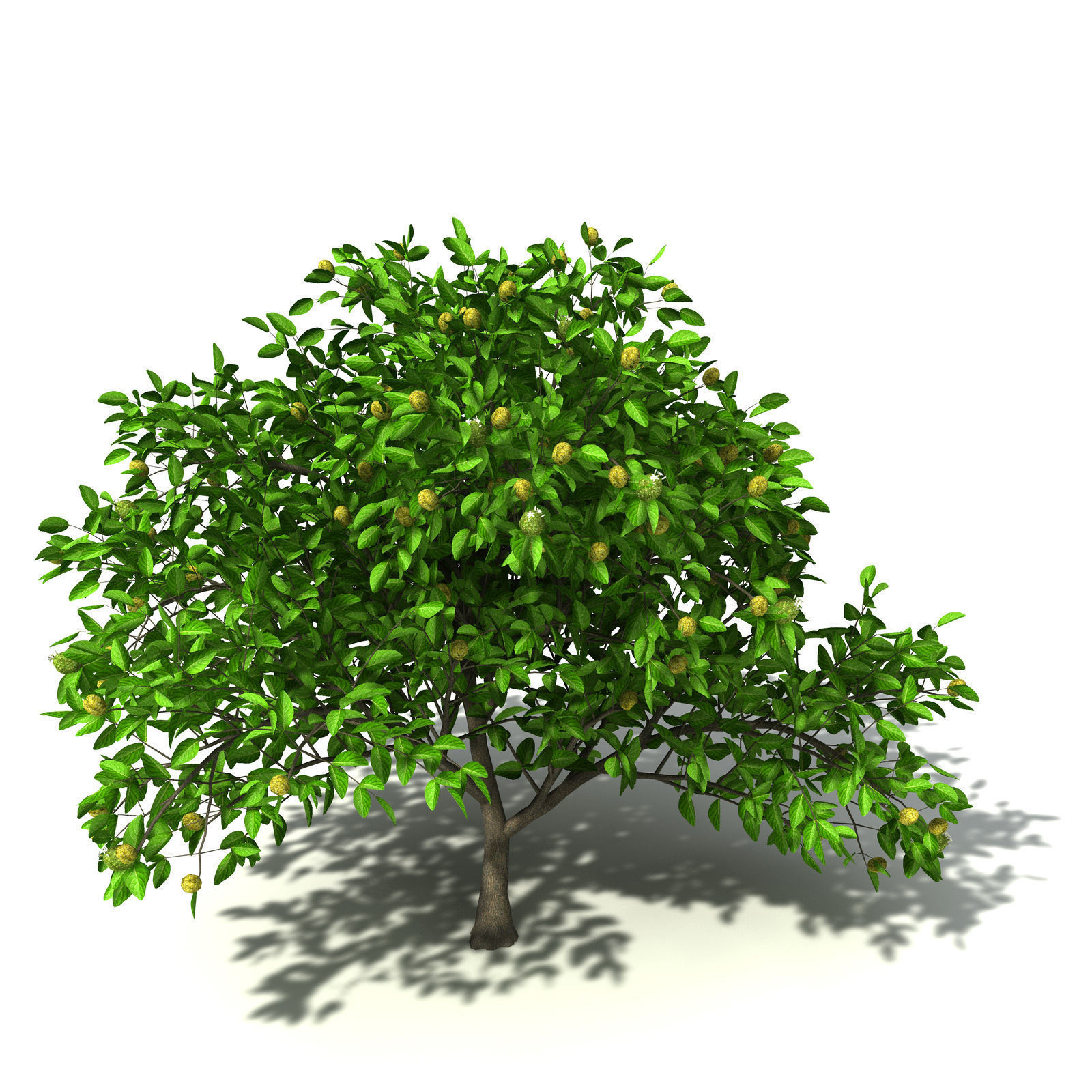 XfrogPlants Noni 3D model_8
