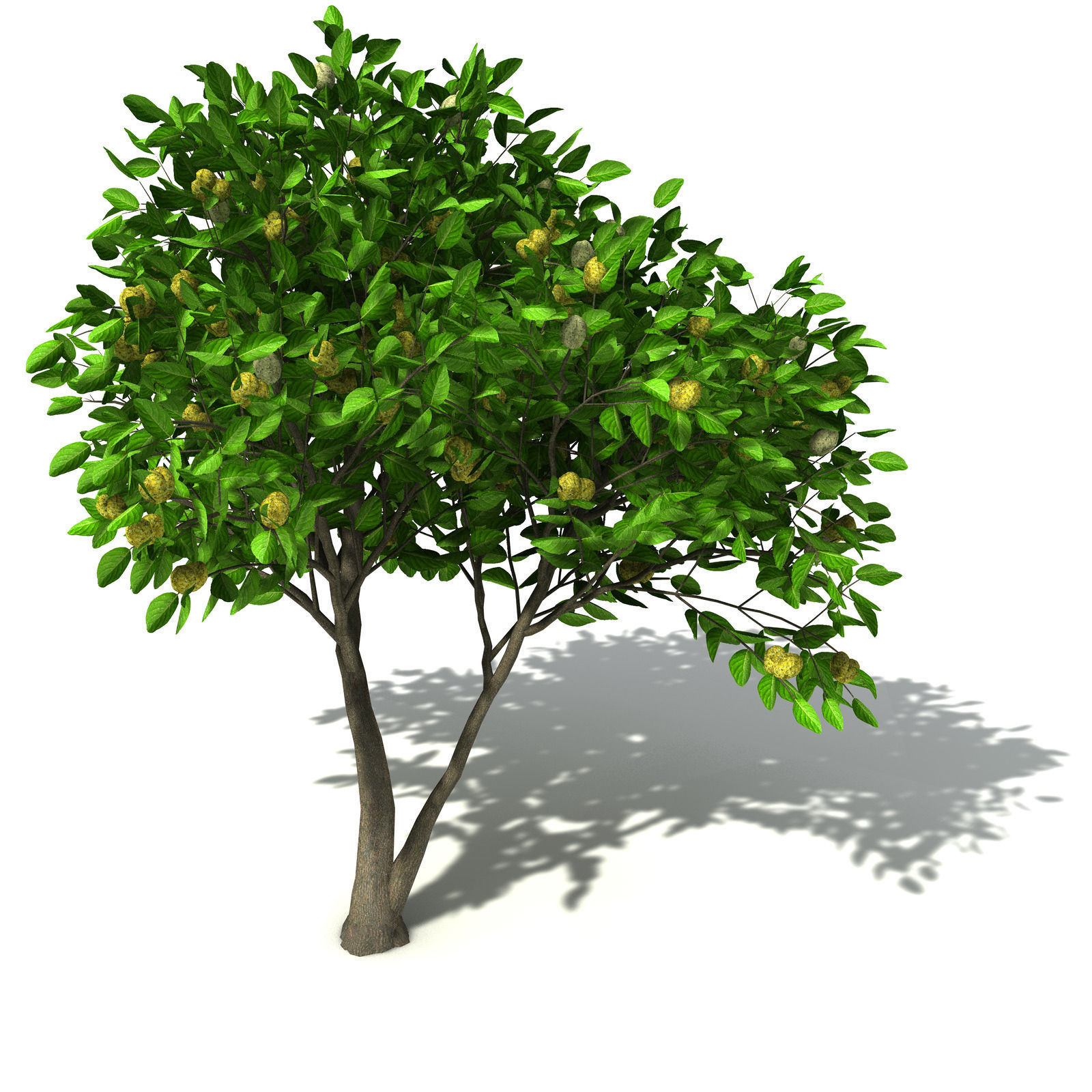 XfrogPlants Noni 3D model_5