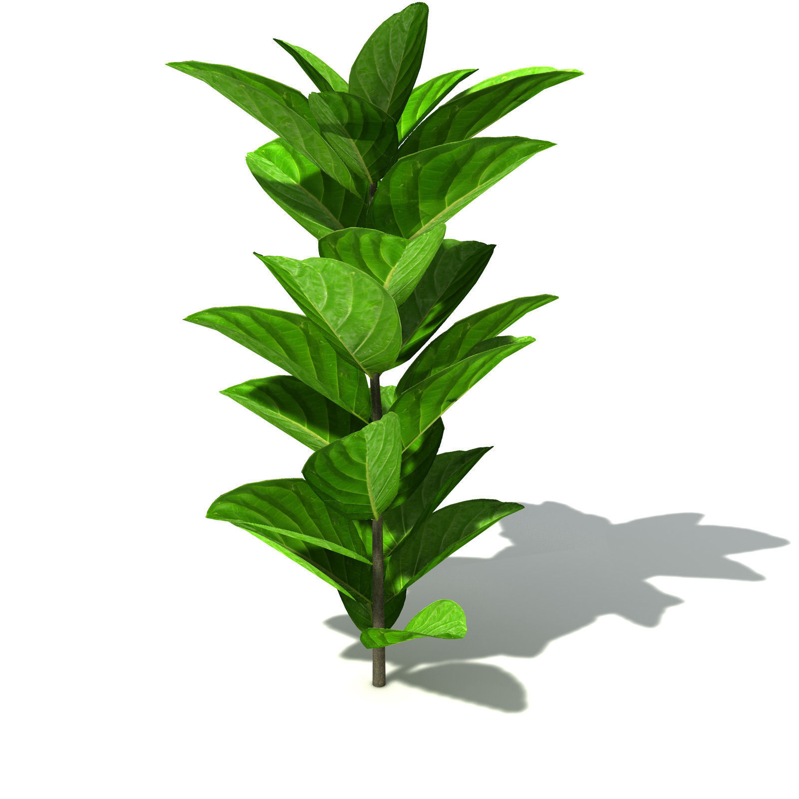 XfrogPlants Noni 3D model_4
