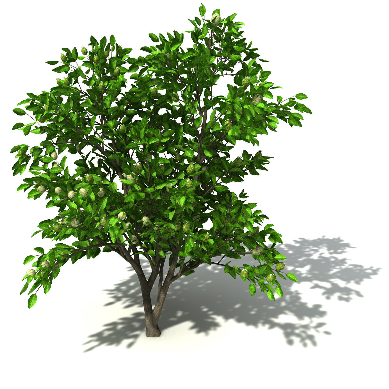XfrogPlants Noni 3D model_1