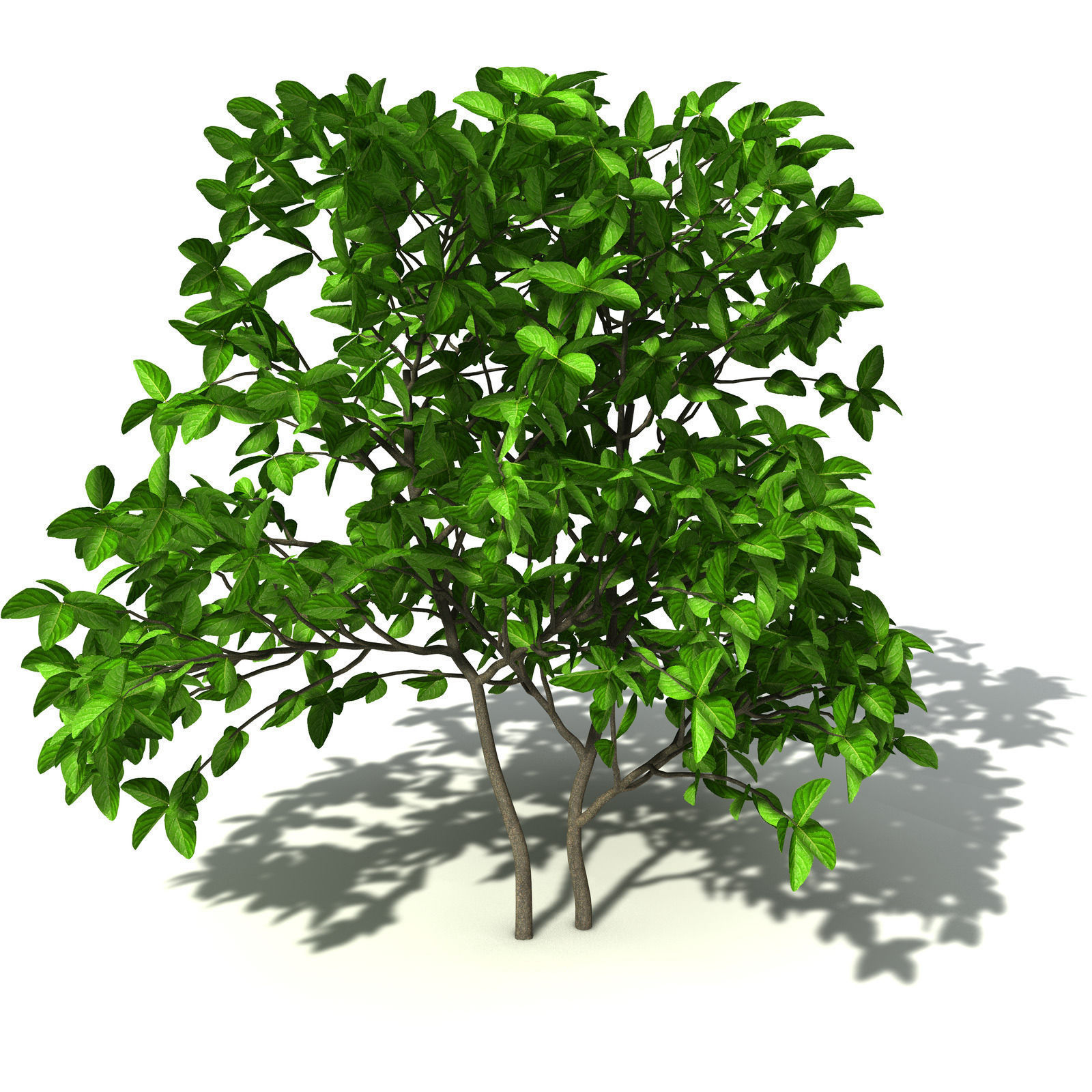 XfrogPlants Noni 3D model_6