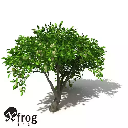 XfrogPlants Noni