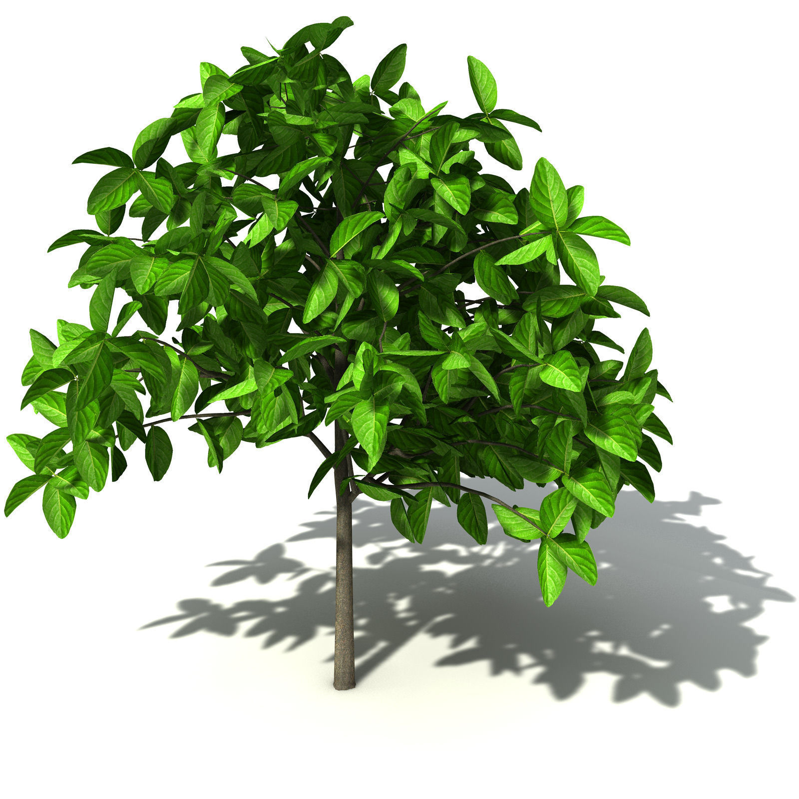 XfrogPlants Noni 3D model_7