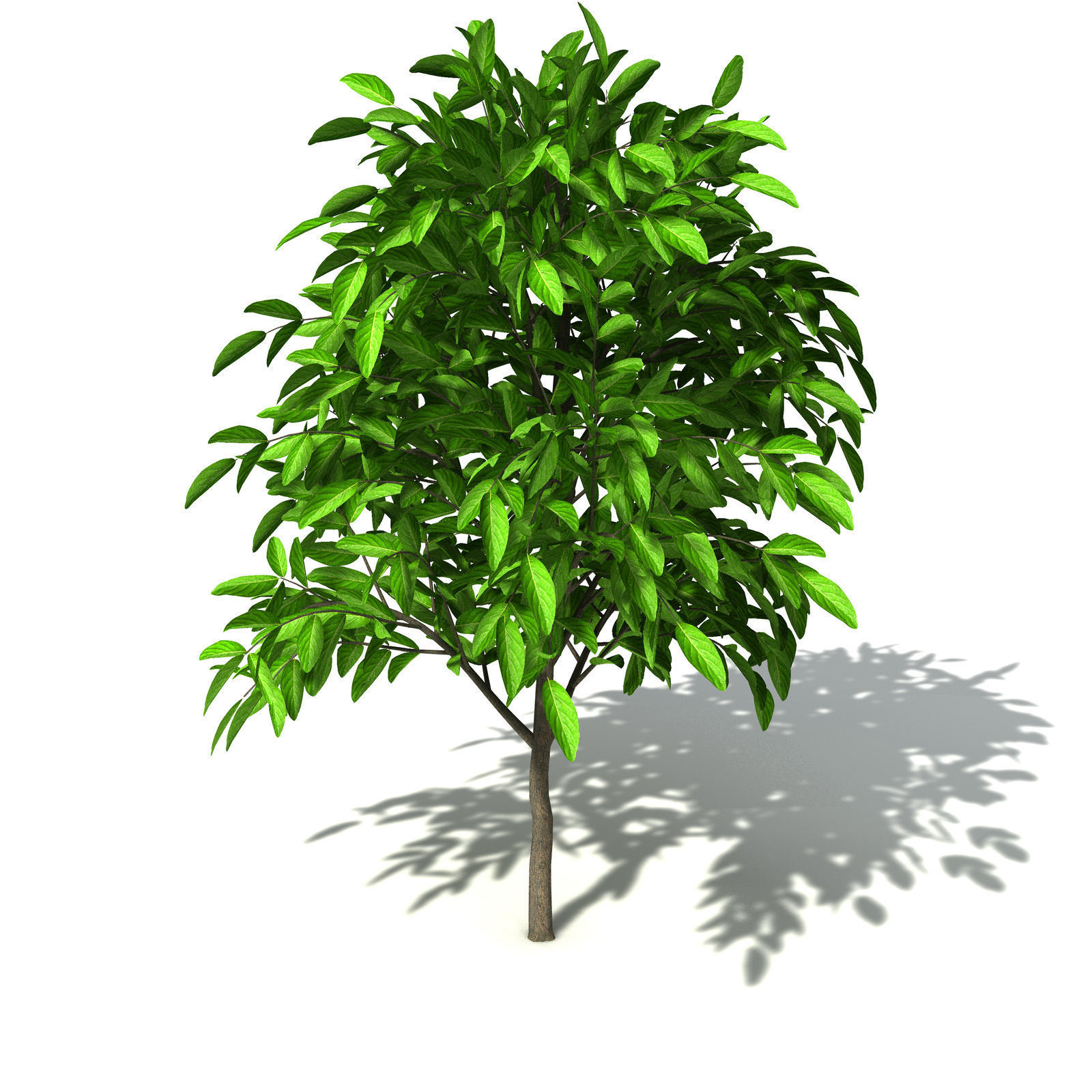 XfrogPlants Noni 3D model_3