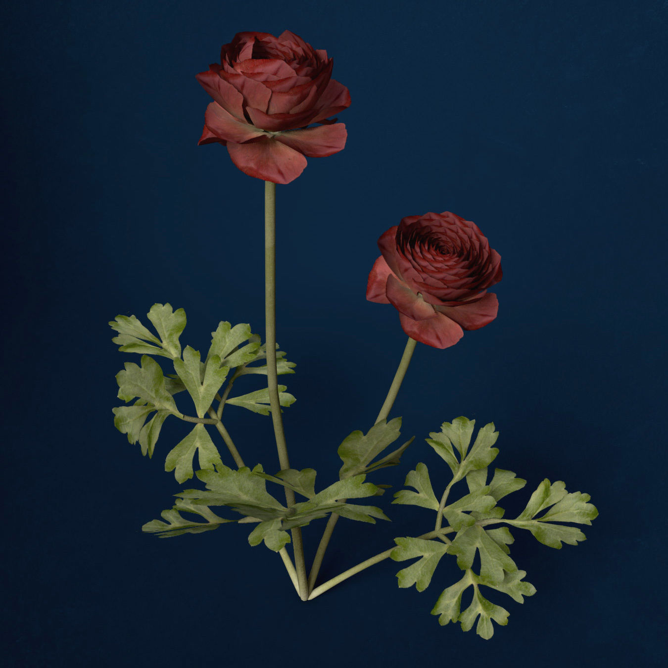 XfrogPlants Buttercup 3D model_4