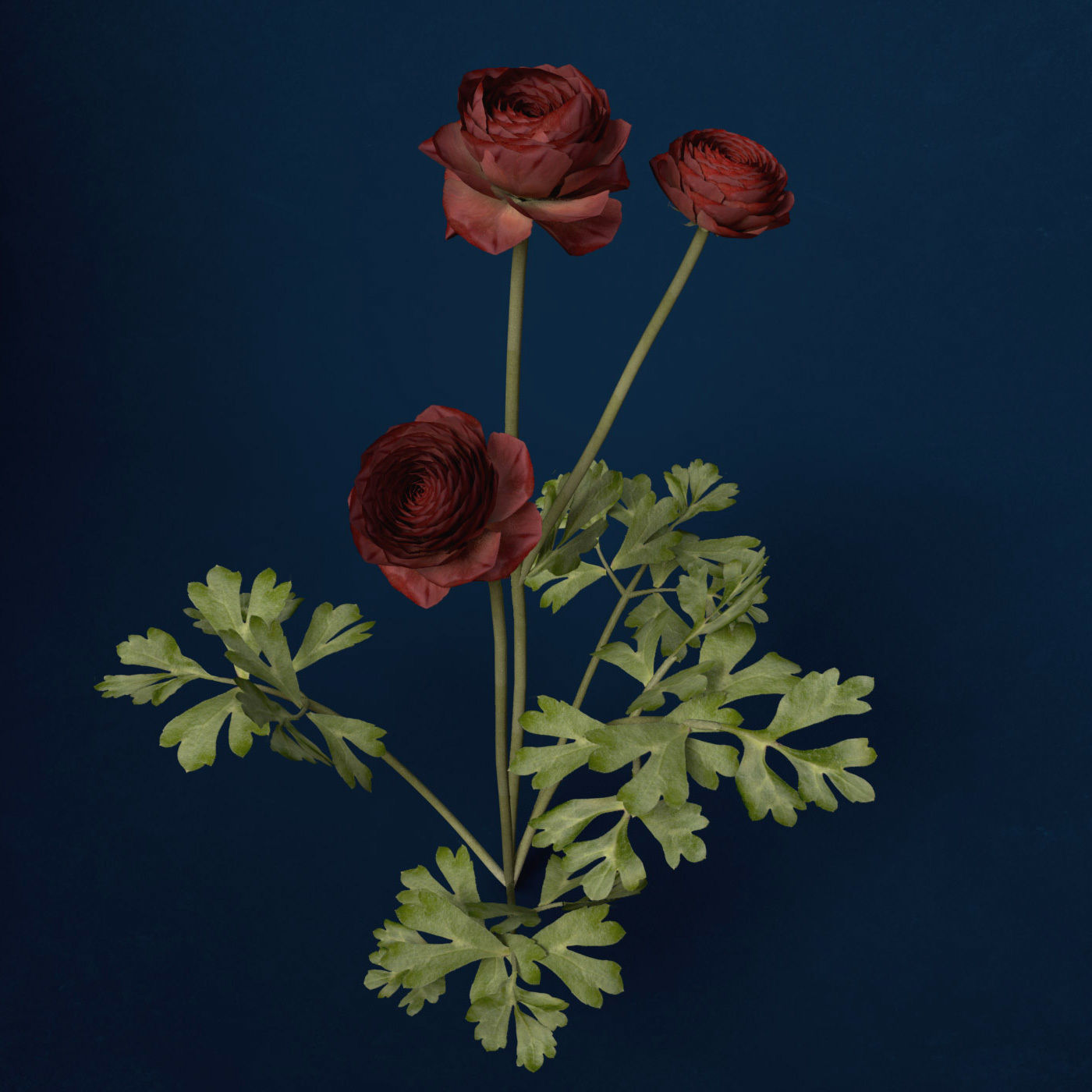 XfrogPlants Buttercup 3D model_5