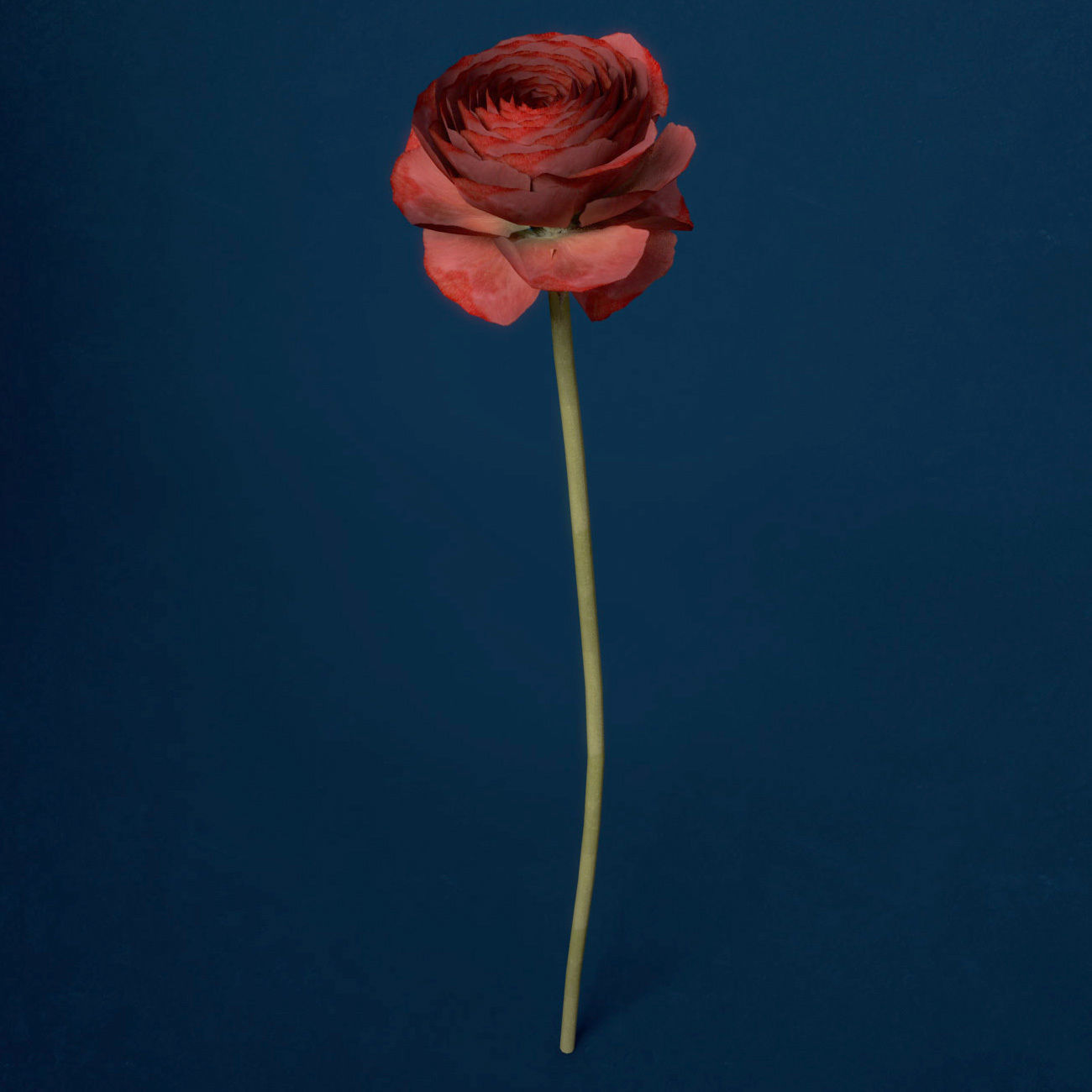 XfrogPlants Buttercup 3D model_2