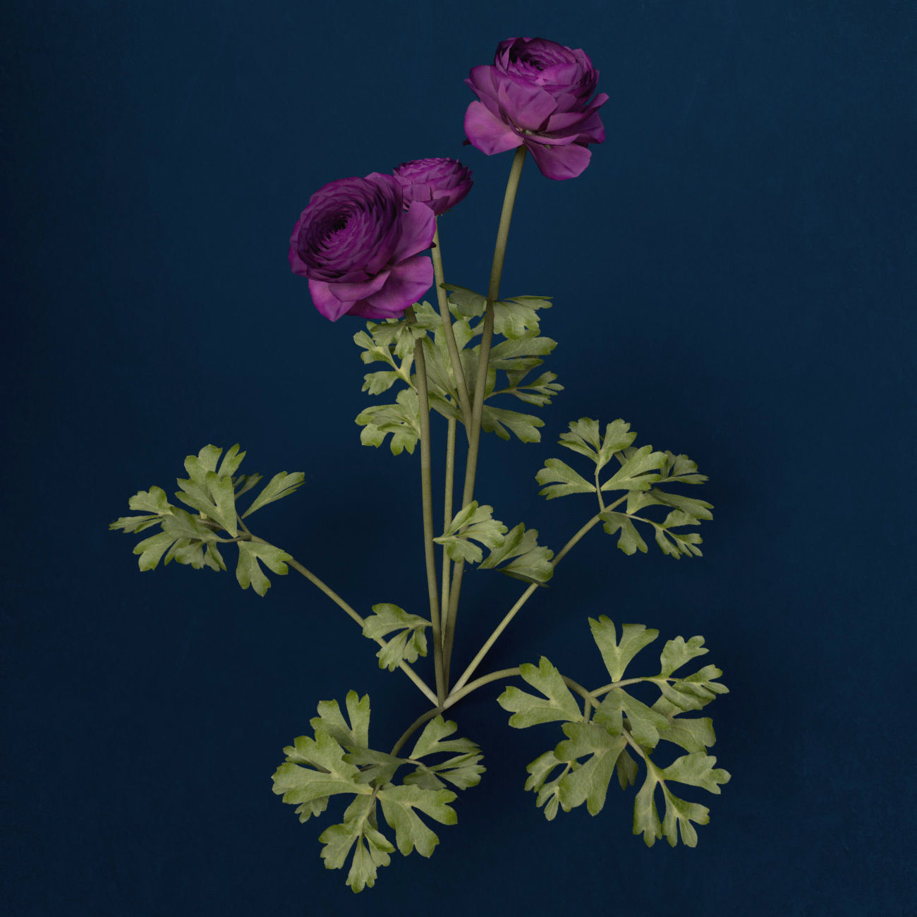 XfrogPlants Buttercup 3D model_6