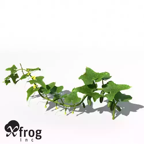 XfrogPlants Cucumber