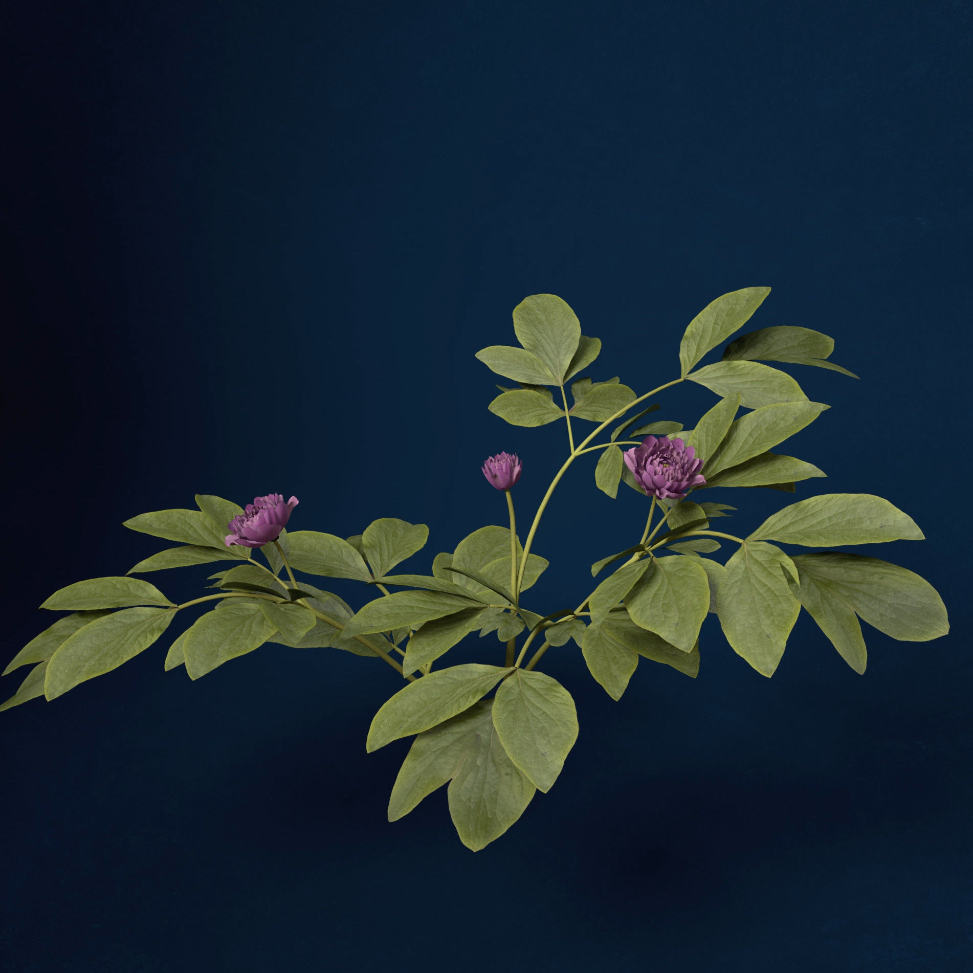 XfrogPlants Peony 3D model_4