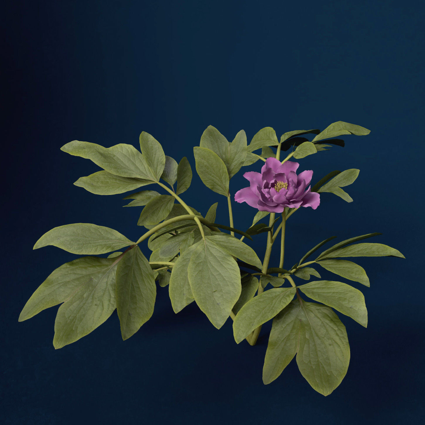 XfrogPlants Peony 3D model_3