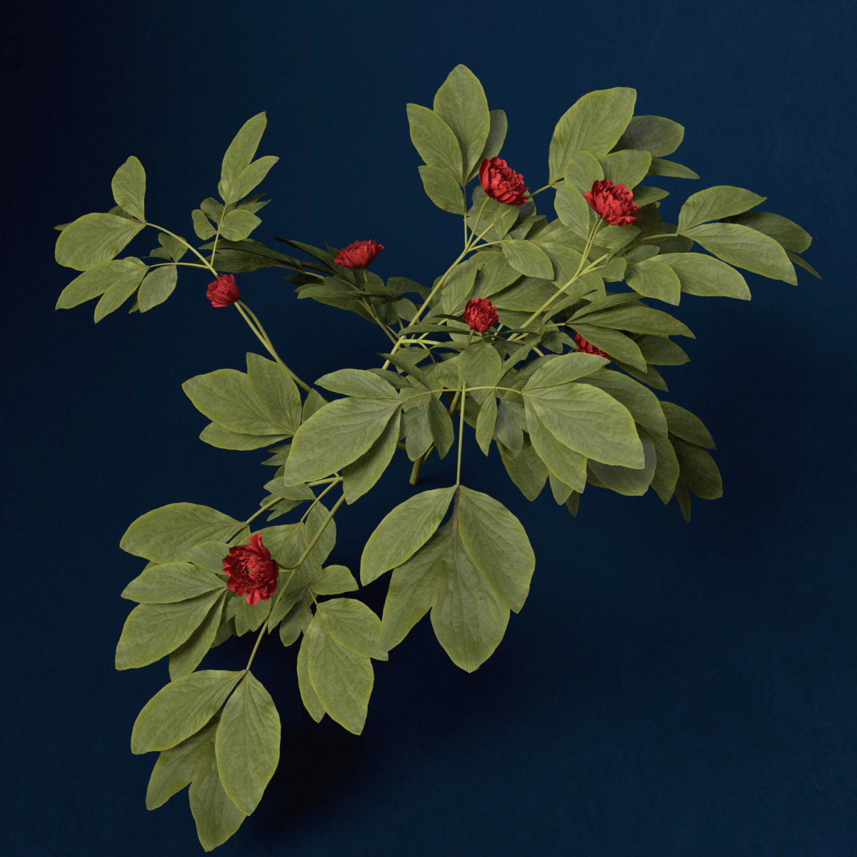 XfrogPlants Peony 3D model_8