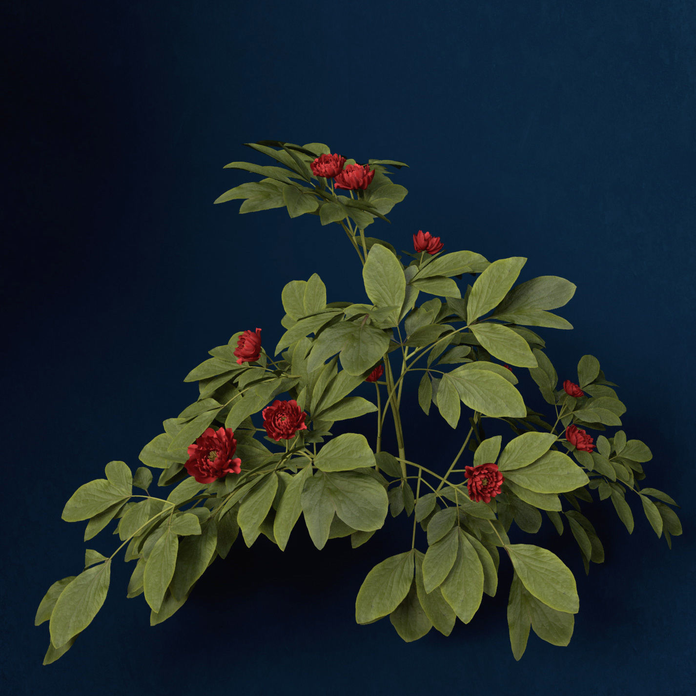 XfrogPlants Peony 3D model_7