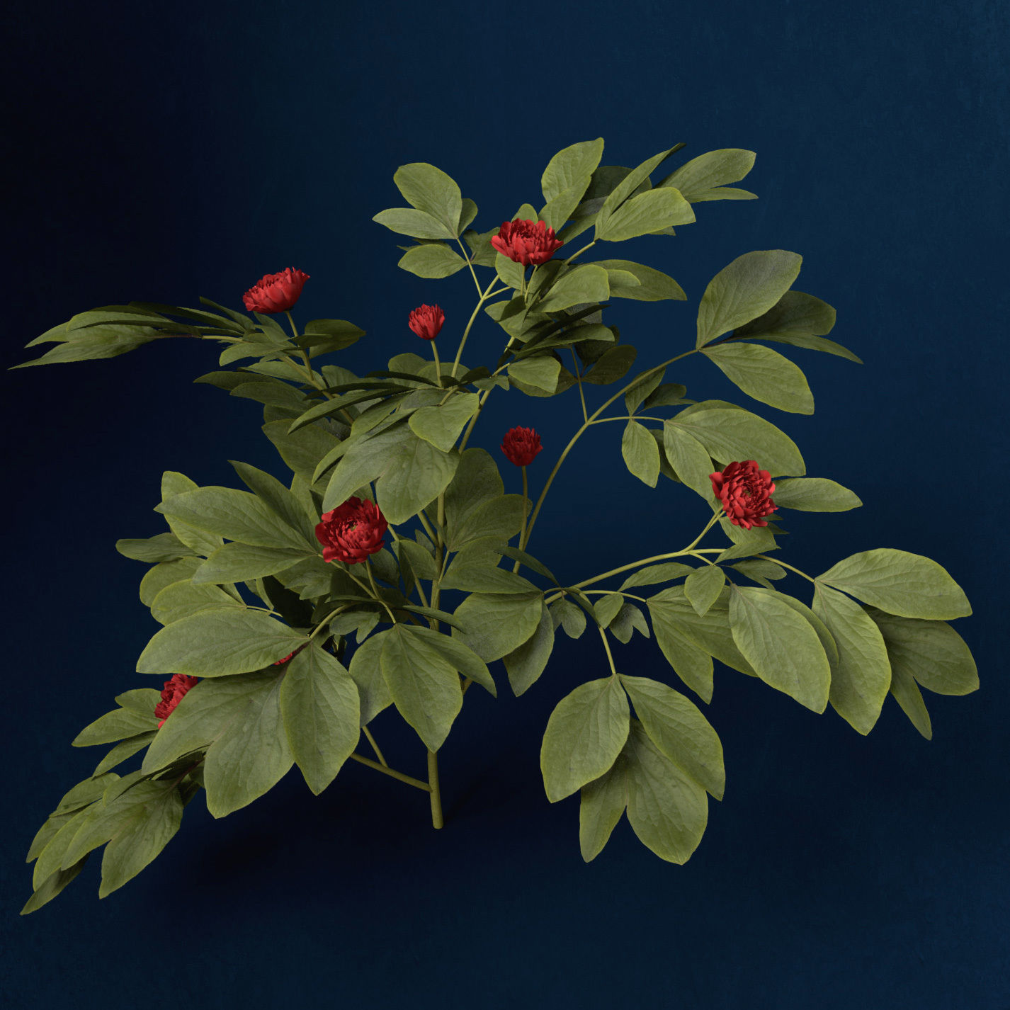XfrogPlants Peony 3D model_5