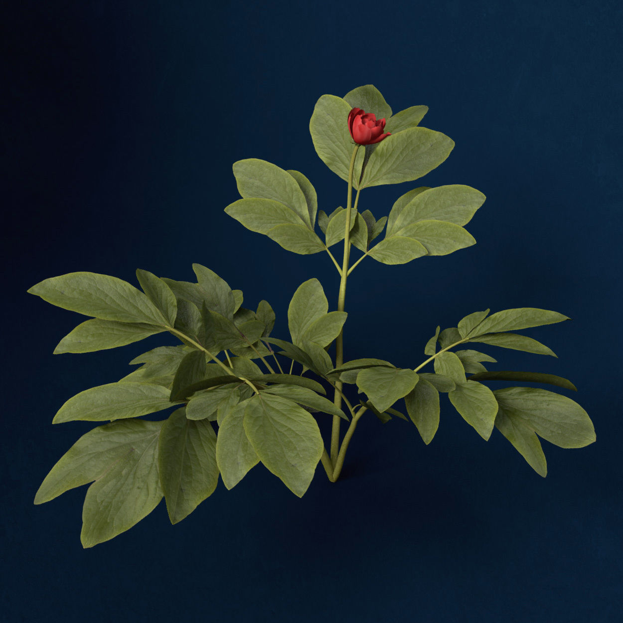XfrogPlants Peony 3D model_2
