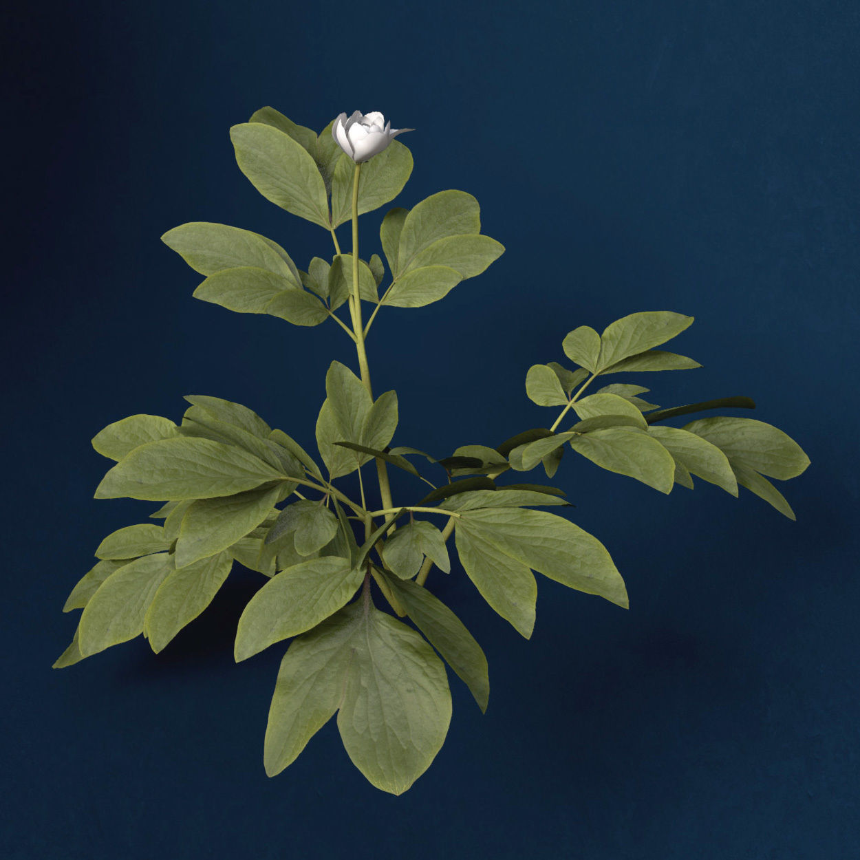 XfrogPlants Peony 3D model_1