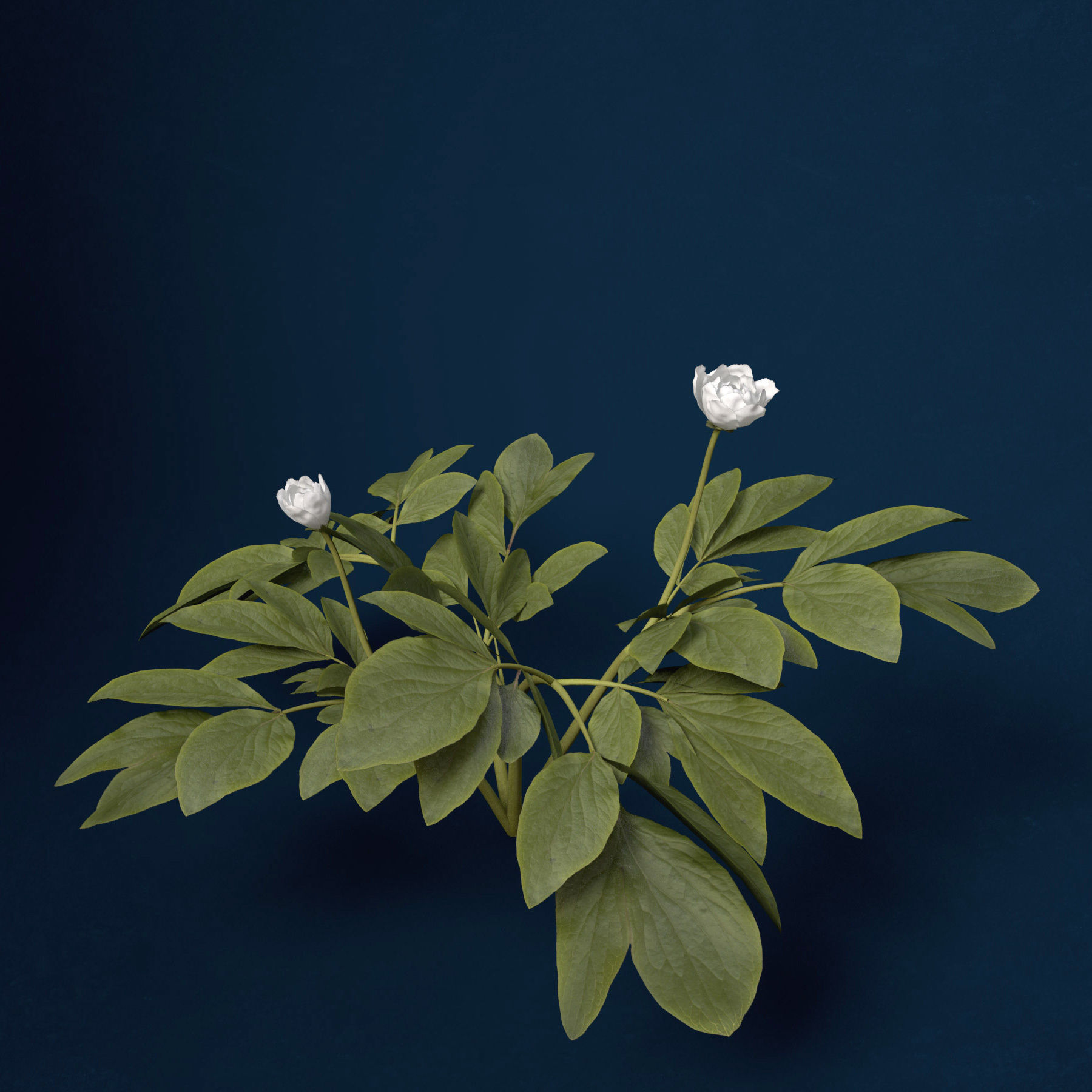 XfrogPlants Peony 3D model_6