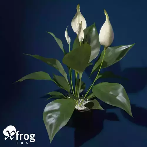 XfrogPlants Peace Lily
