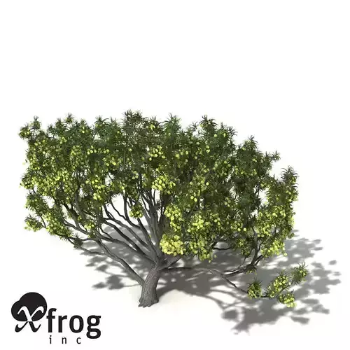 XfrogPlants Koa