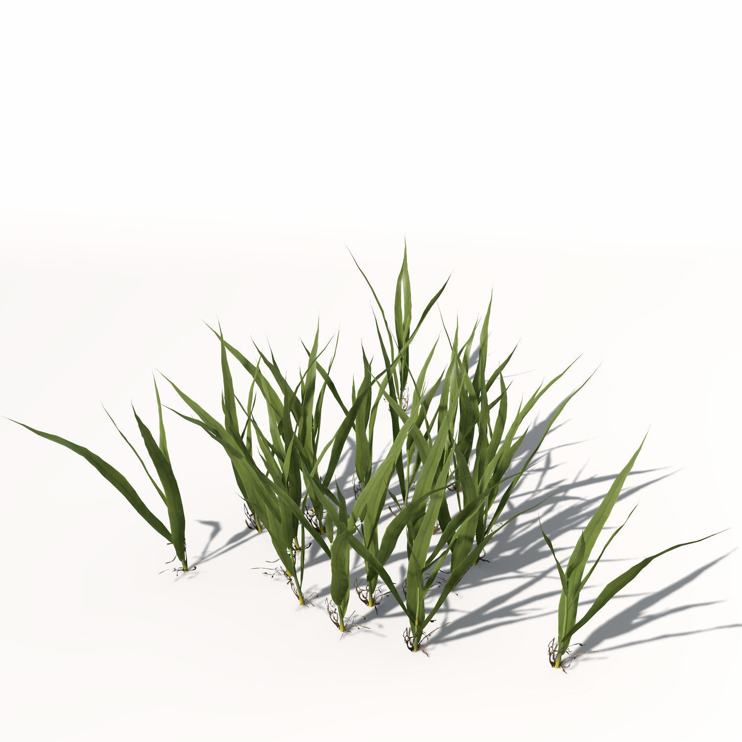XfrogPlants Rice 3D model_3