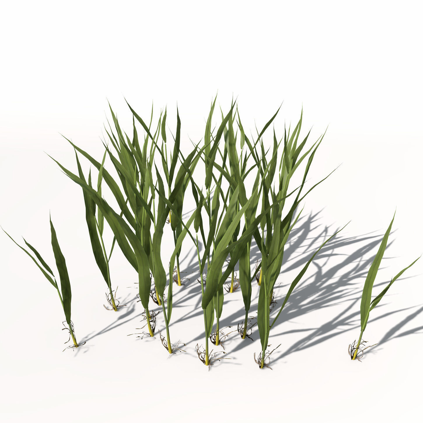 XfrogPlants Rice 3D model_2