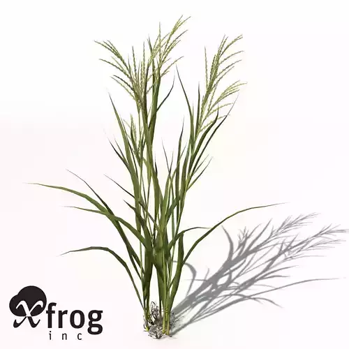XfrogPlants Rice 3D model