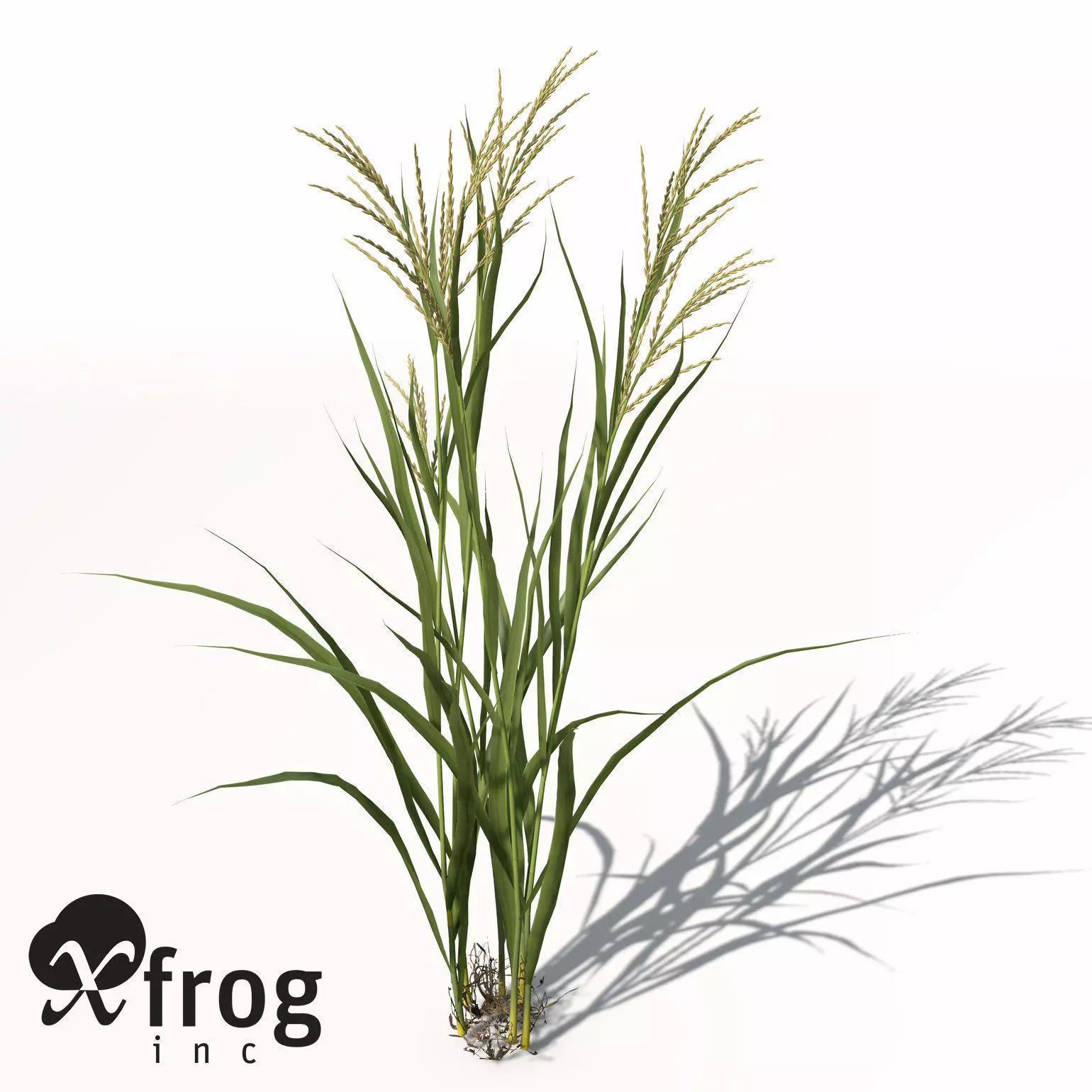 XfrogPlants Rice 3D model_0