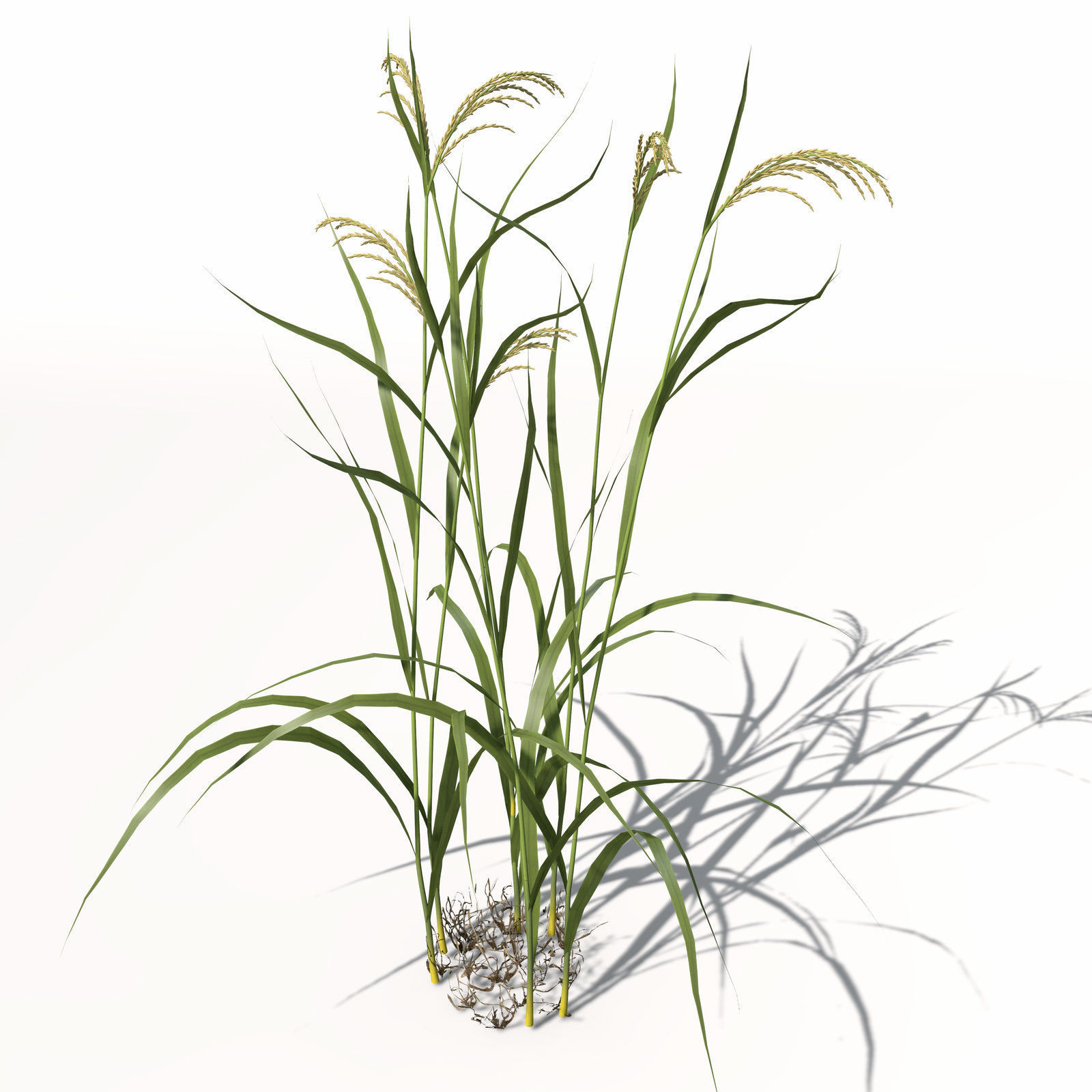 XfrogPlants Rice 3D model_8
