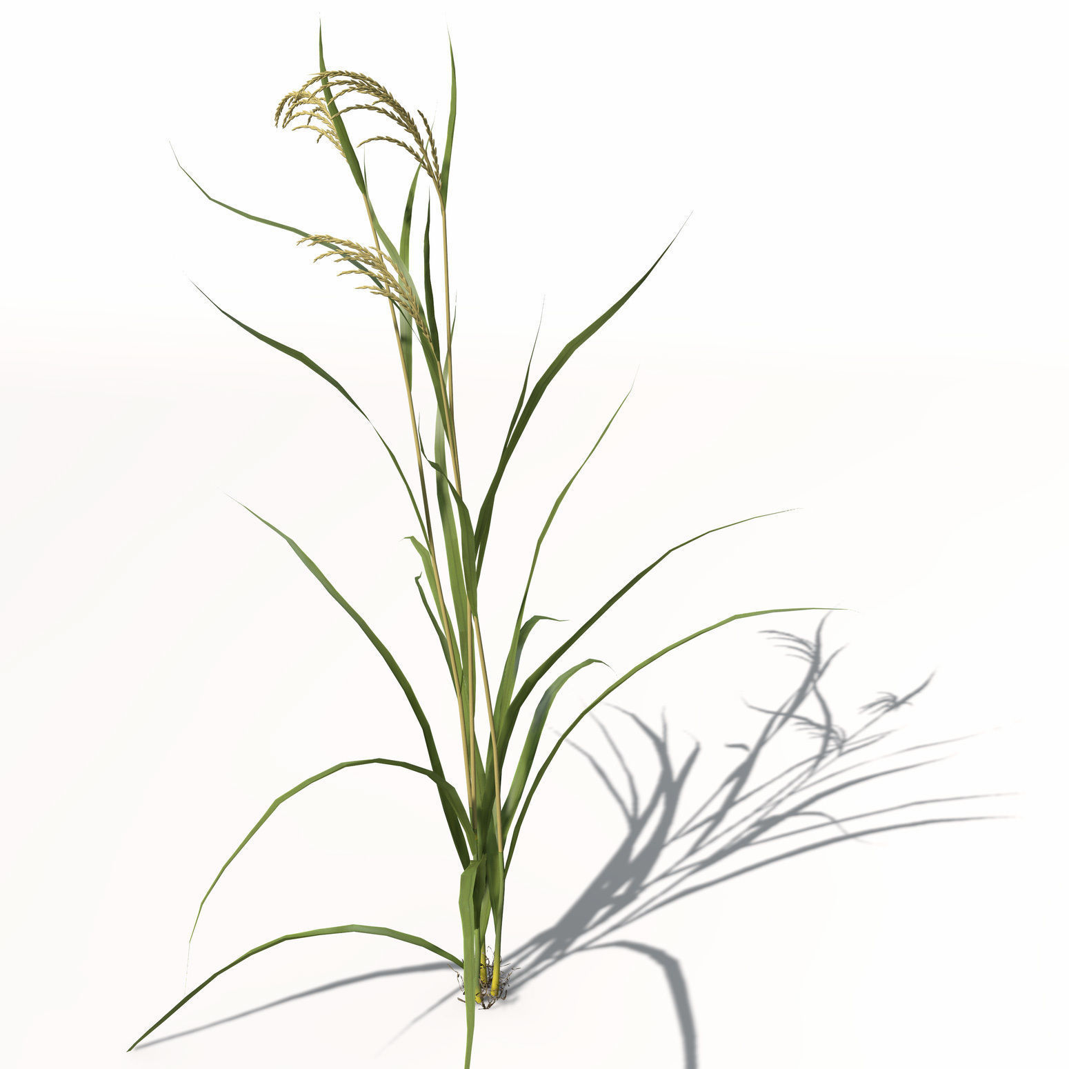XfrogPlants Rice 3D model_7