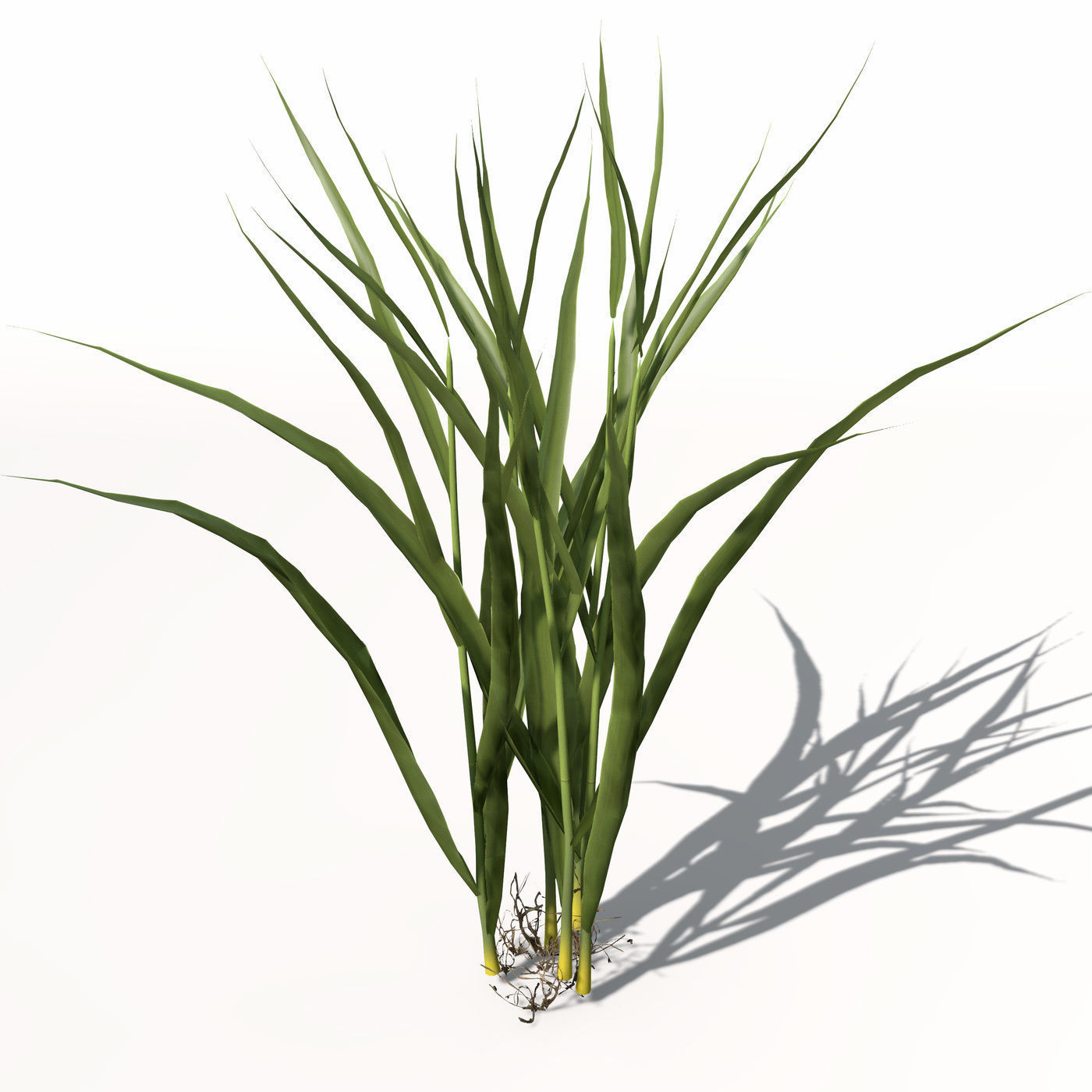 XfrogPlants Rice 3D model_5