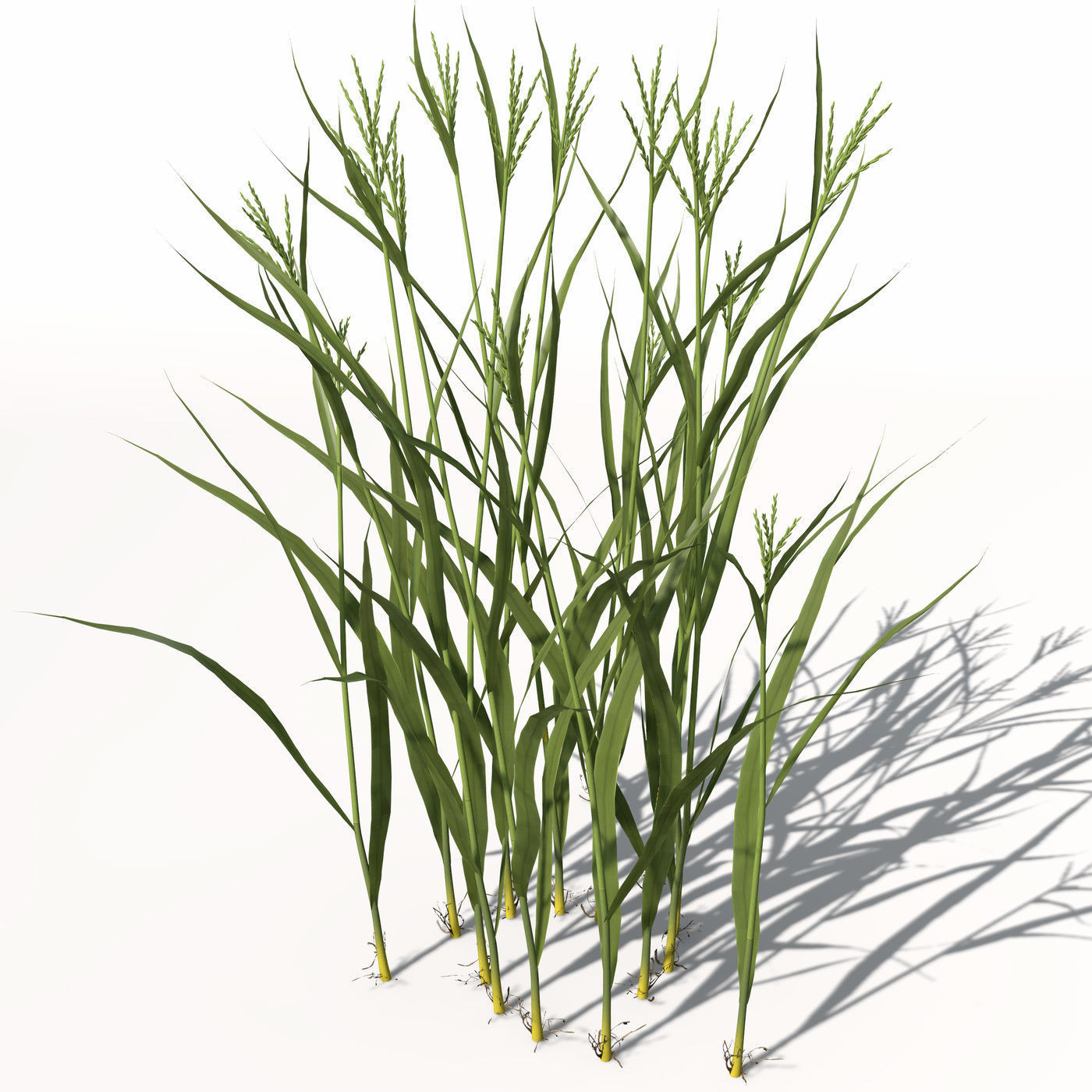 XfrogPlants Rice 3D model_1