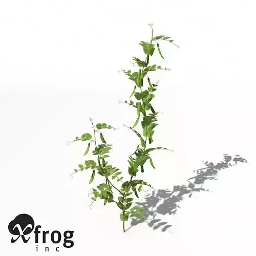 XfrogPlants Peas 3D model