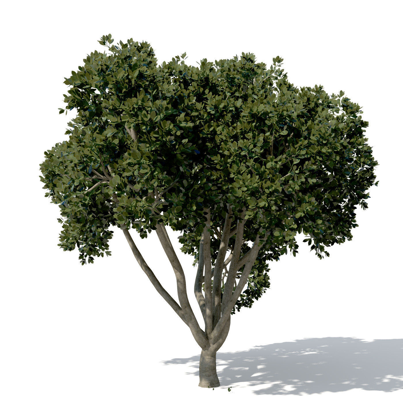 XfrogPlants Weeping Fig 3D model_7