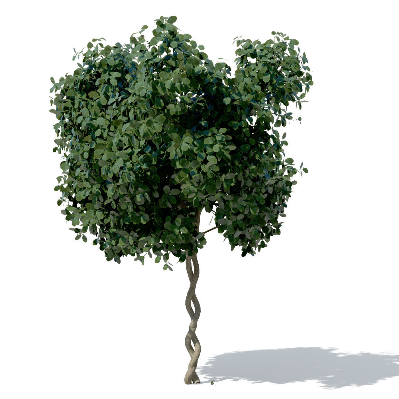 XfrogPlants Weeping Fig 3D model_1