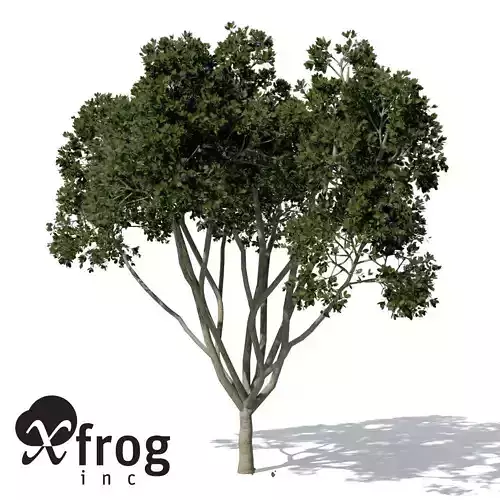 XfrogPlants Weeping Fig 3D model