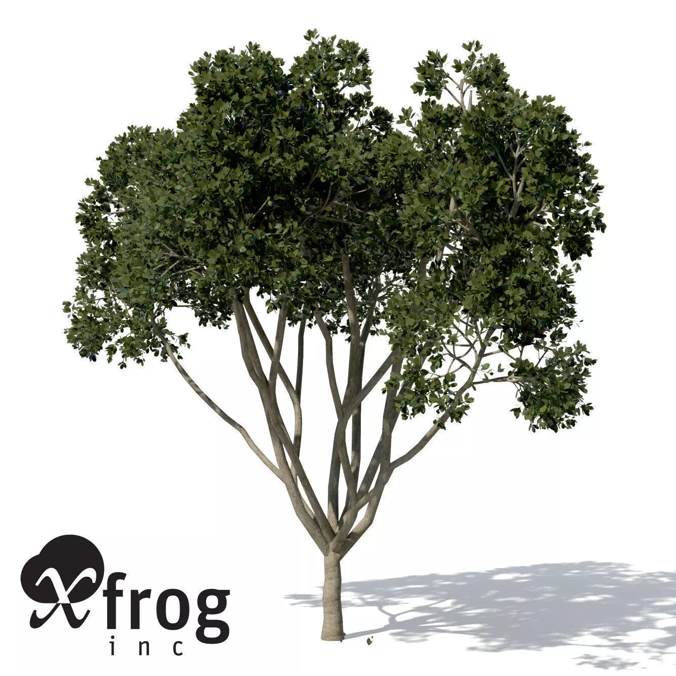 XfrogPlants Weeping Fig 3D model_0