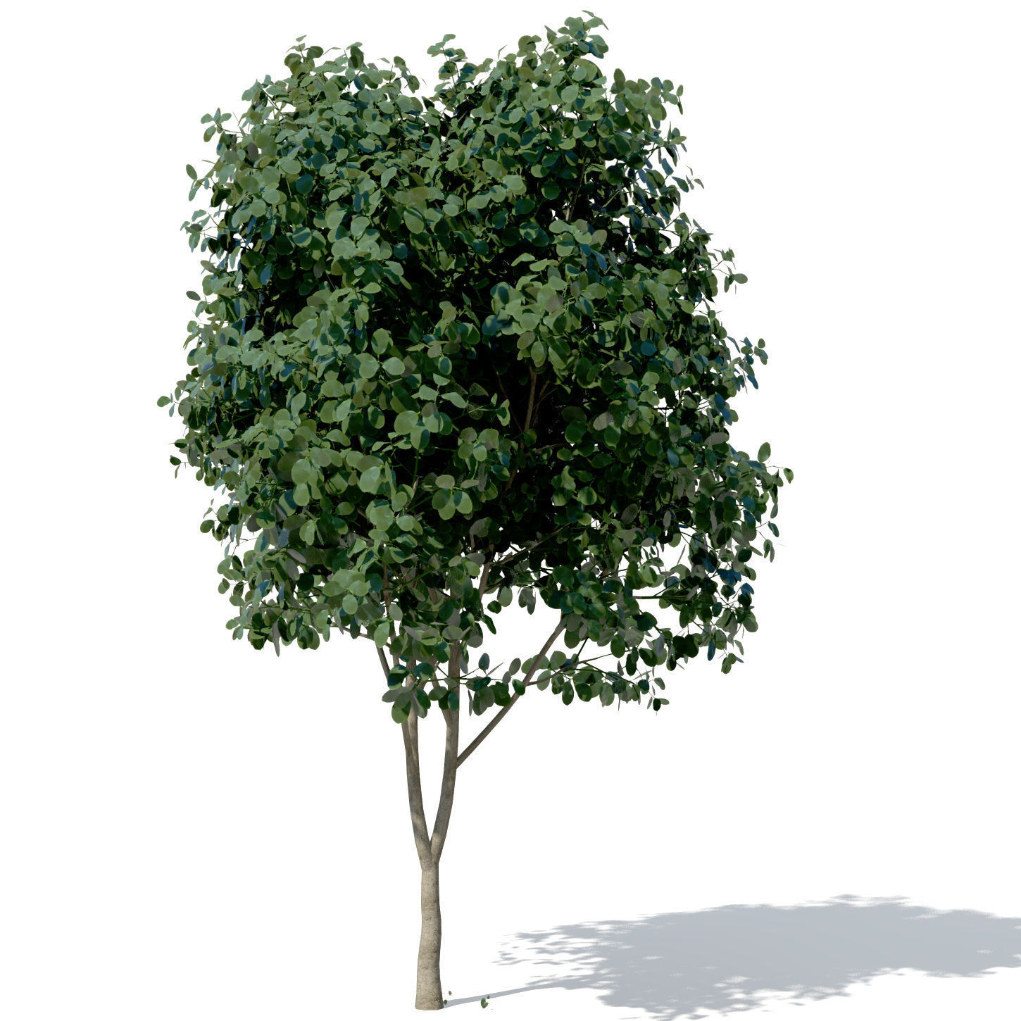 XfrogPlants Weeping Fig 3D model_3