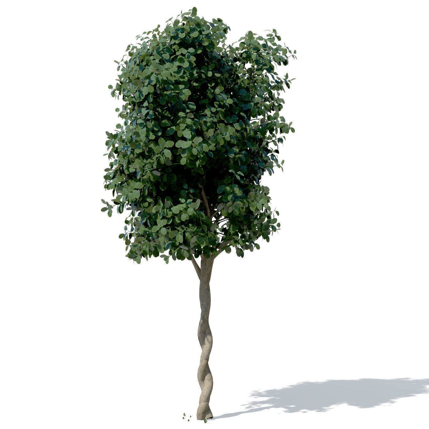 XfrogPlants Weeping Fig 3D model_6