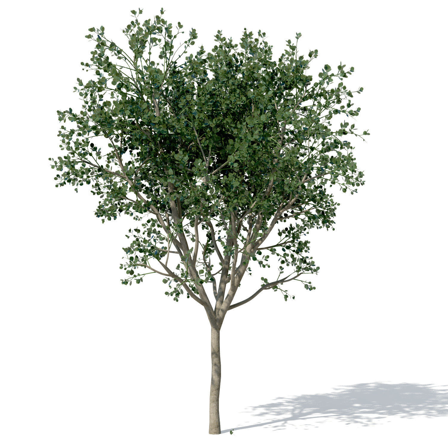 XfrogPlants Weeping Fig 3D model_4