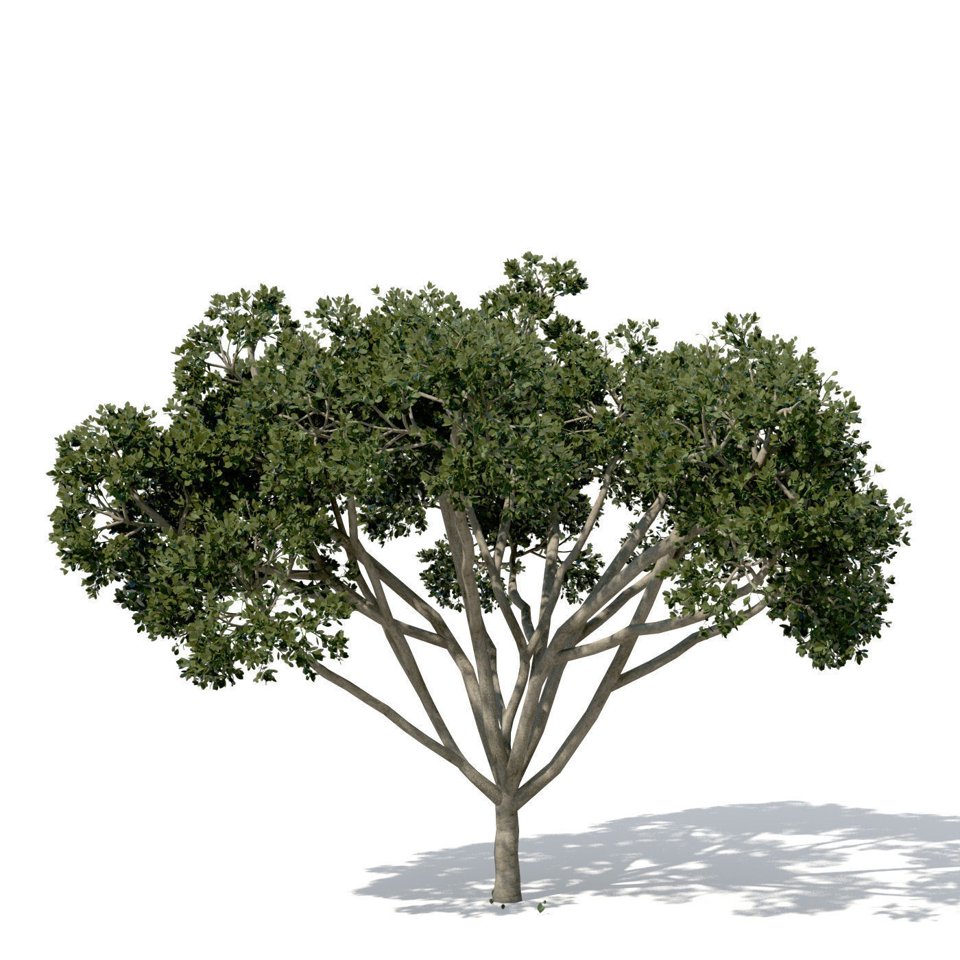 XfrogPlants Weeping Fig 3D model_8