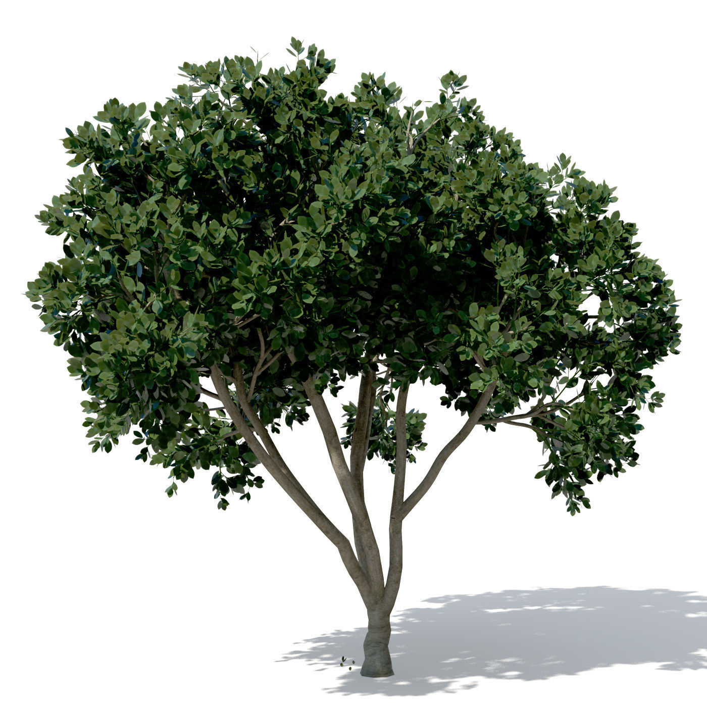 XfrogPlants Weeping Fig 3D model_2