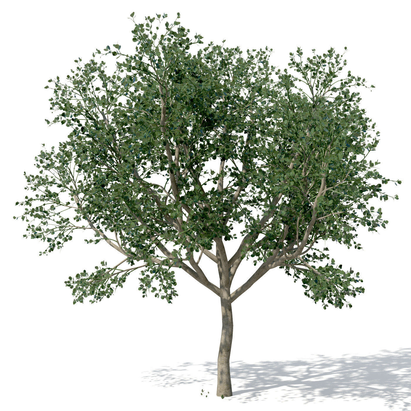 XfrogPlants Weeping Fig 3D model_5