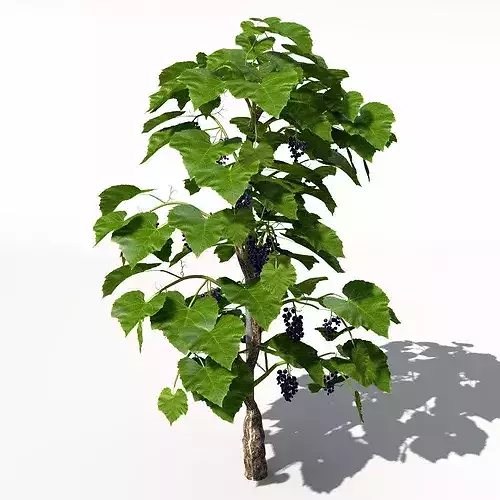 XfrogPlants Grape Vine 3D model 5