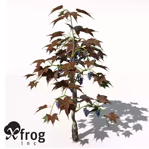 XfrogPlants Grape Vine 3D model