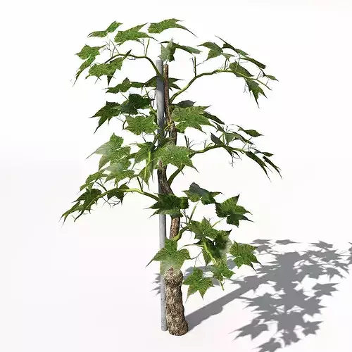 XfrogPlants Grape Vine 3D model 4