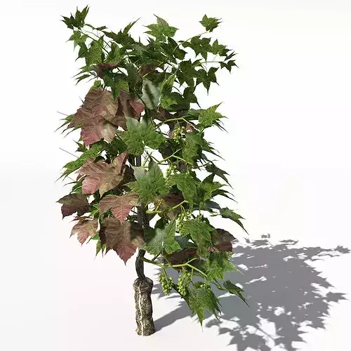 XfrogPlants Grape Vine 3D model 7