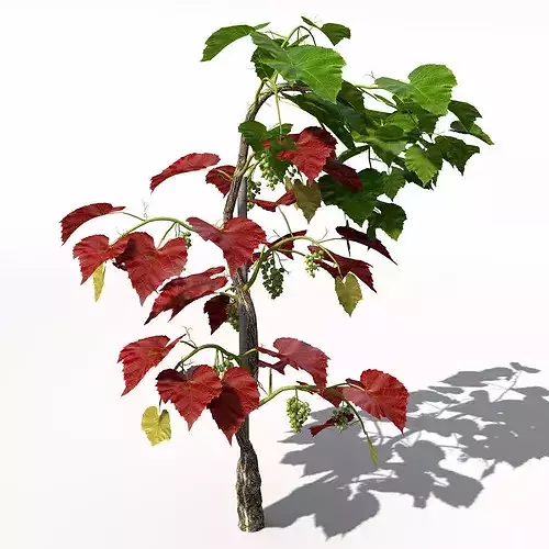 XfrogPlants Grape Vine 3D model 6